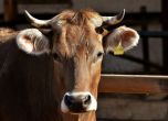 Препарати, използвани в животновъдството, увеличават антибиотичната резистентност при хората