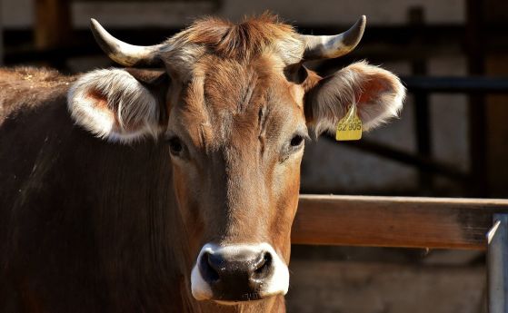 Препарати, използвани в животновъдството, увеличават антибиотичната резистентност при хората