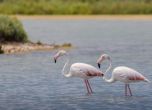 Забелязано е гнездящо розово фламинго за първи път в историята на България