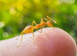 Пет приложения за идентификация на опасни насекоми