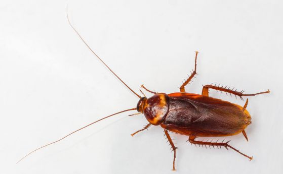 Девет странни факта за хлебарките, които ще ви накарат да ги намразите още повече
