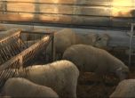 Животновъди и земеделци се обединяват в аграрна камара заради македонското агнешко