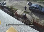 Жена отвлече и кастрира домашна котка в Бургас