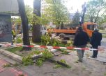 Гигантско дърво падна точно срещу сградата на Община Варна