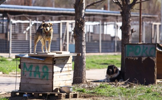 Кучета, котки и птици са отровени във Враца