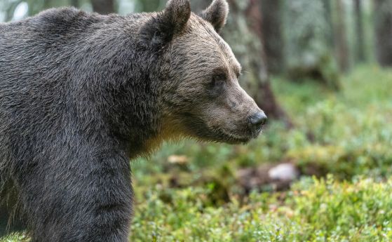 Екип на WWF отива спешно в село Антон, за да залови проблемна мечка