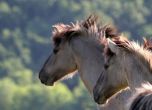 Гръцките полицаи на курс за правата на животните, специално внимание към коне и магарета
