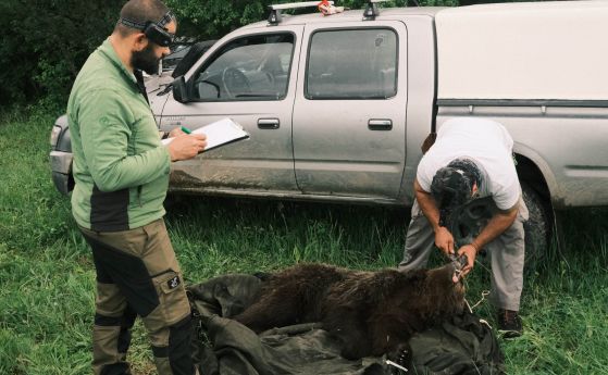 WWF улови и премести мечката, забелязана в Габрово