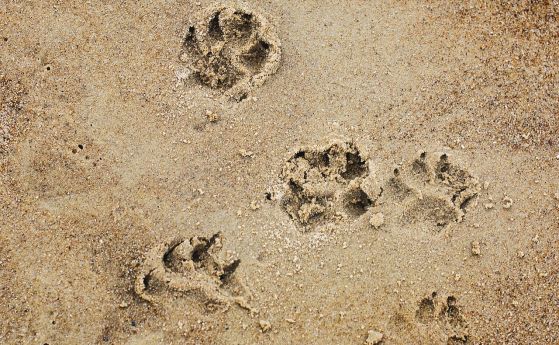 Глоба до 500 лв. за куче на варненския плаж