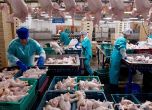 Бройлери важни като ''Калибър''. Дефицит на пилешкото в Русия след атаките на диверсанти в Белгород