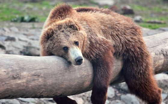 Кафява мечка, заснета в Румъния