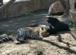 Леопард избяга от клетката си в зоопарка в Стара Загора