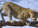 Два леопарда избягали в зоопарка в Стара Загора, приспаха единия