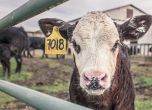 Ирландия обмисля да заколи около 200 000 говеда заради климатичните промени
