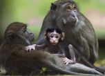 Разкриха световна садистична мрежа за изтезания на маймунки, простираща се от САЩ до Индонезия