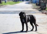 Глутница бездомни кучета нападна 4-годишно дете в Асеновград