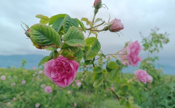 Маслодайна роза