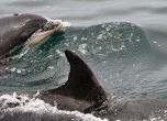 За какво са му на руския флот толкова много бойни делфини