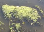 Отново сигнал за мъртва риба в река в Хасковско