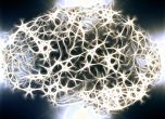 Учени работят върху сливането на човешки мозъчни клетки с изкуствен интелект