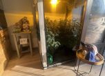 В някои от магазините има и посадени растения марихуана