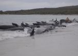 50 кита загинаха, след като заседнаха на плаж в Австралия