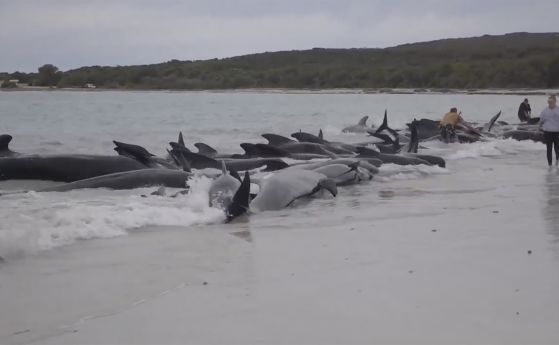 Китовете, изхвърлени на брега
