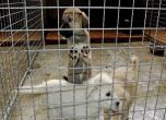 Пожар в бургаски квартал, 200 кучета от приют спасени от пламъците