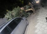 Мощни бури оставиха изкоренени дървета, изпочупени стъкла и унищожена реколта в Северна България
