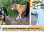 Питбул уби малко куче, разхождано от дете в центъра на Свети Влас