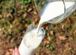 Протеин в кравето мляко подпомага заздравяването на раните