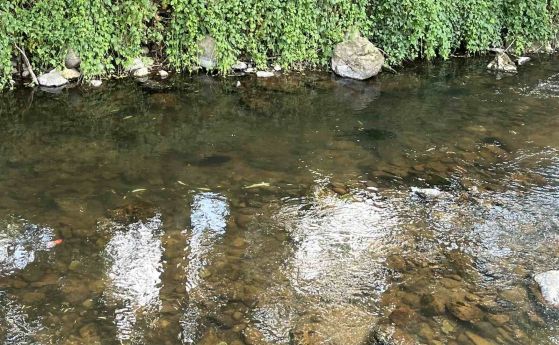 Замърсяване изби рибата в реката в Девин, източникът е открит (снимки)