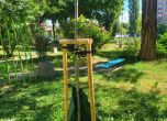 Вандали отрязаха 12 новозасадени дървета в София (снимки)