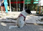 Куче тича след линейката и чака стопанина си 2 дни пред болница в Македония