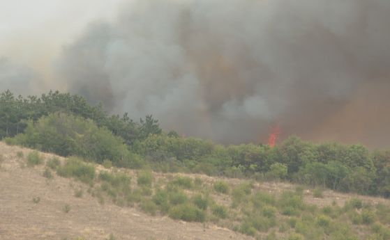 Овладяха пожара в Бургаско, гори борова гора на 30 метра от село Изворище