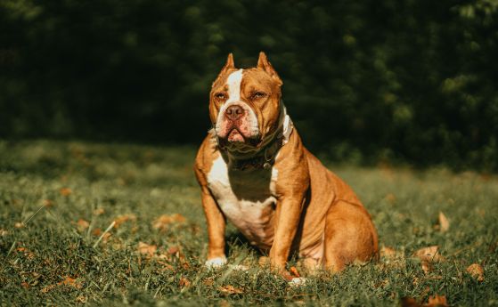 Сунак изхвърля цяла порода кучета от Великобритания: забранява отглеждането на американско були