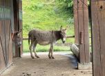 В приюта за стари магарета в село Баничан (видео репортаж)