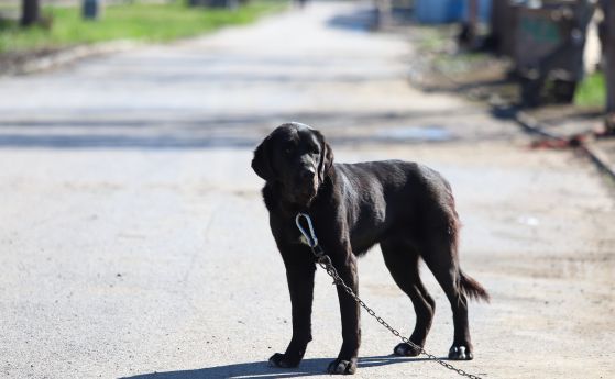Жена твърди, че два пъти е нападната от бездомни кучета в София. ''Екоравновесие'': Кастрираме ги и ги връщаме