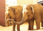 Два нови слона пристигнаха в Софийския зоопарк (обновена)