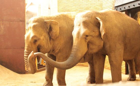 Два нови слона пристигнаха в Софийския зоопарк (обновена)