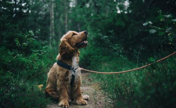 Отровени домашни кучета в Пловдив, има заподозрян за зверството