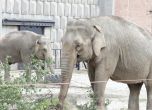 Софийският зоопарк представи двете новодошли слоници - Фрося и Луиза