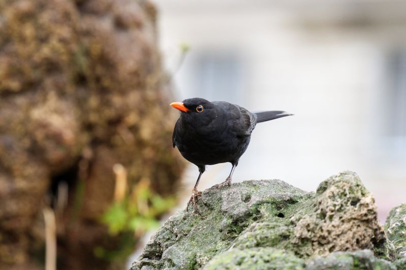 Кос (Turdus merula), или черен дрозд - пойна птица от семейство Дроздови