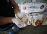 Как влияе каптагонът: дрогата на Близкия изток, която превърна терористите от Хамас в чудовища
