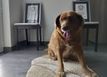 Най-старото куче в света Боби почина на 31 г.