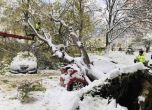 Дърво премаза кола в столичния квартал Лагера