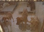 Над 200 кучета живеят в ужасни условия в приюта във Връбница