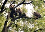 На Мечкинден WWF разказва за Спасителния мечешки отряд