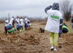15 000 фиданки цер, благун и космат дъб ще възстановят 30 дка опожарени гори в Стамболово с подкрепата на Нестле България