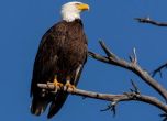 Двама американци отиват на съд за отстрел на 3600 птици, продавали ги на части